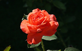位圖 植物攝影 寫(xiě)實(shí)花卉 花朵 免費(fèi)素材