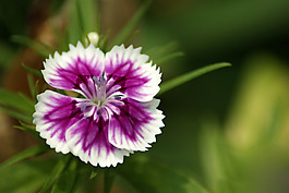 位圖 植物攝影 寫(xiě)實(shí)花卉 花朵 數(shù)碼照片 免費(fèi)素材