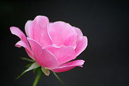 位圖 植物攝影 寫實(shí)花卉 花朵 數(shù)碼照片 免費(fèi)素材