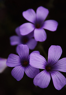 位圖 植物攝影 寫(xiě)實(shí)花卉 花朵 數(shù)碼照片 免費(fèi)素材