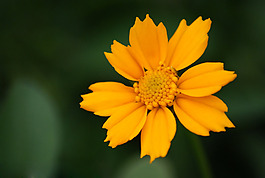 位圖 植物攝影 寫實(shí)花卉 花朵 數(shù)碼照片 免費(fèi)素材