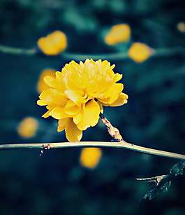 位圖 植物攝影 寫實(shí)花卉 花朵 數(shù)碼照片 免費(fèi)素材