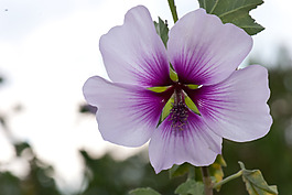 位圖 植物攝影 寫實(shí)花卉 花朵 數(shù)碼照片 免費(fèi)素材