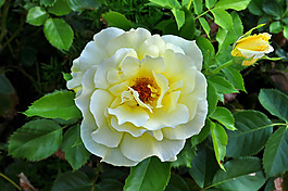 位圖 植物攝影 寫實(shí)花卉 花朵 數(shù)碼照片 免費(fèi)素材
