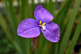 位圖 植物攝影 寫實(shí)花卉 花朵 數(shù)碼照片 免費(fèi)素材
