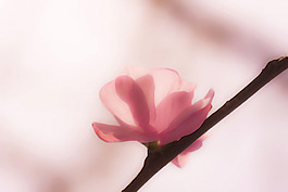 位圖 插畫 時(shí)尚插畫 植物插畫 藝術(shù)效果 免費(fèi)素材