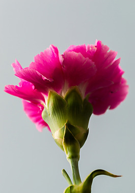 位圖 植物攝影 寫實(shí)花卉 花朵 數(shù)碼照片 免費(fèi)素材