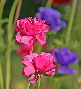 位圖 植物攝影 寫實(shí)花卉 花朵 數(shù)碼照片 免費(fèi)素材