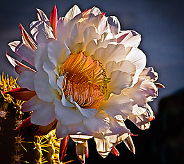 位圖 植物攝影 寫(xiě)實(shí)花卉 花朵 數(shù)碼照片 免費(fèi)素材