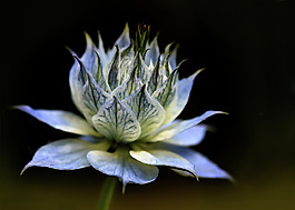 位圖 植物攝影 寫實(shí)花卉 花朵 數(shù)碼照片 免費(fèi)素材