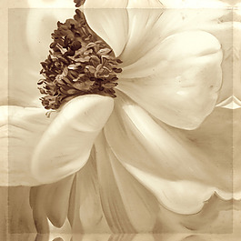 位圖 插畫(huà) 時(shí)尚插畫(huà) 植物插畫(huà) 藝術(shù)效果 免費(fèi)素材