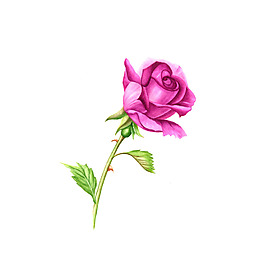 位圖 植物 寫(xiě)意花卉 花朵 玫瑰 免費(fèi)素材