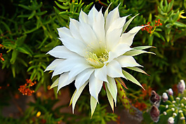 位圖 植物攝影 寫實(shí)花卉 花朵 數(shù)碼照片 免費(fèi)素材
