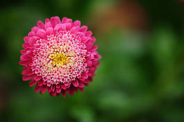 位圖 植物攝影 寫實(shí)花卉 花朵 數(shù)碼照片 免費(fèi)素材