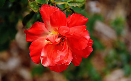 位圖 植物攝影 寫實(shí)花卉 花朵 數(shù)碼照片 免費(fèi)素材