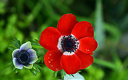 位圖 植物攝影 寫(xiě)實(shí)花卉 花朵 數(shù)碼照片 免費(fèi)素材