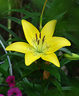 位圖 植物攝影 寫實(shí)花卉 花朵 數(shù)碼照片 免費(fèi)素材
