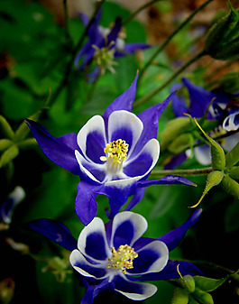 位圖 植物攝影 寫(xiě)實(shí)花卉 花朵 數(shù)碼照片 免費(fèi)素材