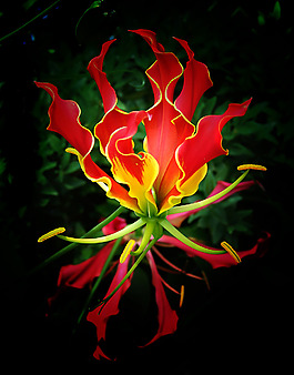 位圖 植物攝影 寫實(shí)花卉 花朵 數(shù)碼照片 免費(fèi)素材