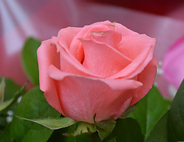 位圖 植物攝影 寫(xiě)實(shí)花卉 花朵 數(shù)碼照片 免費(fèi)素材