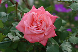 位圖 植物攝影 寫(xiě)實(shí)花卉 花朵 數(shù)碼照片 免費(fèi)素材