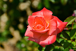 位圖 植物攝影 寫實(shí)花卉 花朵 數(shù)碼照片 免費(fèi)素材