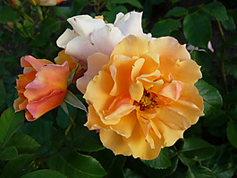 位圖 植物攝影 寫實(shí)花卉 花朵 數(shù)碼照片 免費(fèi)素材