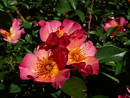 位圖 植物攝影 寫(xiě)實(shí)花卉 花朵 數(shù)碼照片 免費(fèi)素材