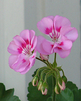 位圖 植物攝影 寫實(shí)花卉 花朵 數(shù)碼照片 免費(fèi)素材