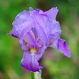 位圖 植物攝影 寫實花卉 花朵 數(shù)碼照片 免費素材