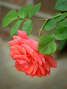 位圖 植物攝影 寫實(shí)花卉 花朵 數(shù)碼照片 免費(fèi)素材