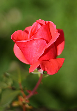 位圖 植物攝影 寫實(shí)花卉 花朵 數(shù)碼照片 免費(fèi)素材