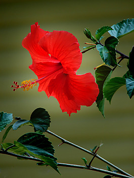 位圖 植物攝影 寫(xiě)實(shí)花卉 花朵 數(shù)碼照片 免費(fèi)素材