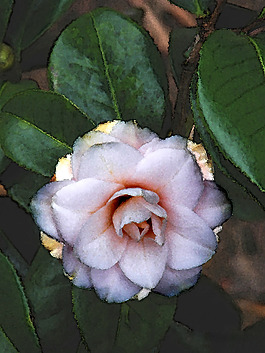 位圖 植物攝影 寫實(shí)花卉 花朵 數(shù)碼照片 免費(fèi)素材