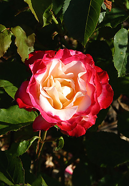 位圖 植物攝影 寫實(shí)花卉 花朵 數(shù)碼照片 免費(fèi)素材