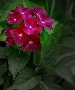 位圖 植物攝影 寫(xiě)實(shí)花卉 花朵 數(shù)碼照片 免費(fèi)素材