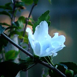 位圖 植物攝影 寫(xiě)實(shí)花卉 花朵 數(shù)碼照片 免費(fèi)素材