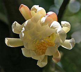 位圖 植物攝影 寫(xiě)實(shí)花卉 花朵 數(shù)碼照片 免費(fèi)素材
