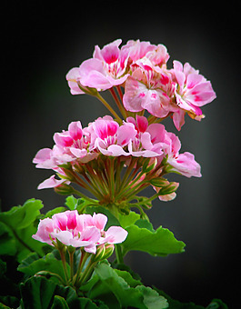 位圖 植物攝影 寫實(shí)花卉 花朵 數(shù)碼照片 免費(fèi)素材