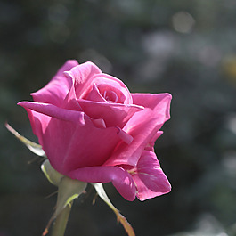 位圖 植物攝影 寫(xiě)實(shí)花卉 花朵 數(shù)碼照片 免費(fèi)素材