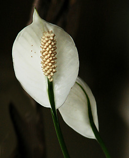 位圖 植物攝影 寫(xiě)實(shí)花卉 花朵 數(shù)碼照片 免費(fèi)素材