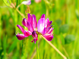 位圖 植物攝影 寫實(shí)花卉 花朵 數(shù)碼照片 免費(fèi)素材