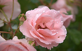 位圖 植物攝影 寫(xiě)實(shí)花卉 花朵 數(shù)碼照片 免費(fèi)素材