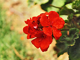 位圖 植物攝影 寫(xiě)實(shí)花卉 花朵 數(shù)碼照片 免費(fèi)素材