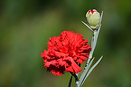 位圖 植物攝影 寫(xiě)實(shí)花卉 花朵 數(shù)碼照片 免費(fèi)素材