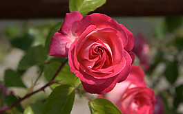 位圖 植物攝影 寫(xiě)實(shí)花卉 花朵 數(shù)碼照片 免費(fèi)素材