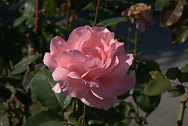 位圖 植物攝影 寫實(shí)花卉 花朵 數(shù)碼照片 免費(fèi)素材