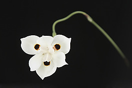 位圖 植物攝影 寫(xiě)實(shí)花卉 花朵 數(shù)碼照片 免費(fèi)素材