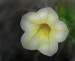 位圖 植物攝影 寫實(shí)花卉 花朵 數(shù)碼照片 免費(fèi)素材