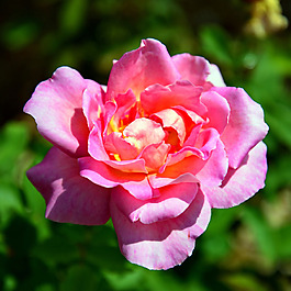 位圖 植物攝影 寫(xiě)實(shí)花卉 花朵 數(shù)碼照片 免費(fèi)素材